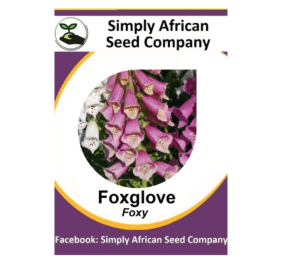 Fox Glove Seeds