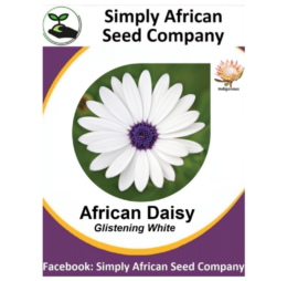 African Daisy Glistening White seeds