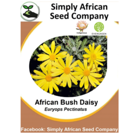 African Bush Daisy seeds