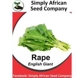 Rape English Giant Seeds