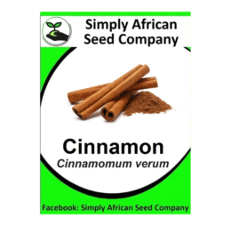 Cinnamon (Cinnamomum Verum) Seeds