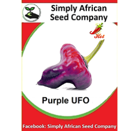Purple UFO Chilli Seeds