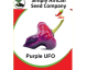 Purple UFO Chilli Seeds