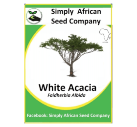 Acacia White (Faidherbia Albida) (3’s)