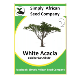 Acacia White (Faidherbia Albida) (3’s)
