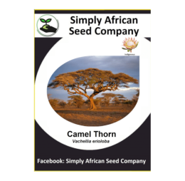 Camel Thorn (Vachellia Erioloba / Acacia Erioloba) 6’s