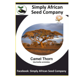 Camel Thorn (Vachellia Erioloba) (Acacia Erioloba) (6’s)