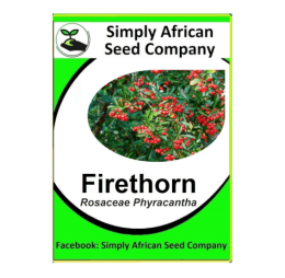 Firethorn (Rosacea Pyracantha) 12’s