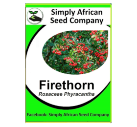 Firethorn (Rosacea Pyracantha) 12’s