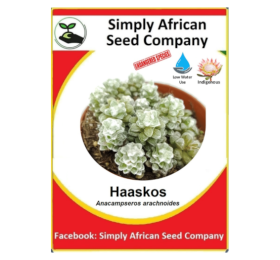 Haaskos, Rabbit’s food (Anacampseros Arachnoides) (30’s)