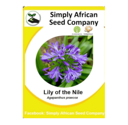 Lily Of The Nile (Agapanthus Praecox) (30’s)