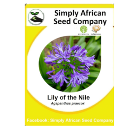 Lily Of The Nile (Agapanthus Praecox) (30’s)
