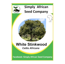 White Stinkwood (Celtis Africana) (6’s)