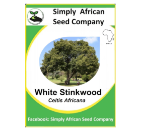White Stinkwood (Celtis Africana) (6’s)