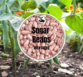 Sugar Beans – Bulk Deals
