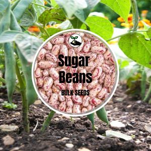 Sugar Beans - Bulk Deals - 50g (+- 100 Seeds)