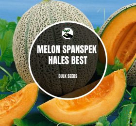 Melon Spanspek (Hales Best)- Bulk Deals *