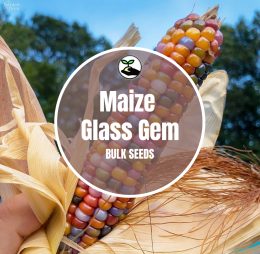 Maize Glass Gem – Bulk Deals