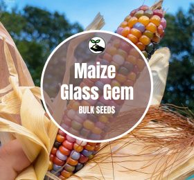 Maize Glass Gem – Bulk Deals