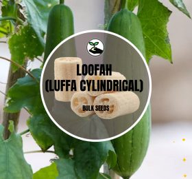 Loofah (Luffa Cylindrical) – Bulk Deals *