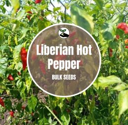 Liberian Hot Pepper – Bulk Deals