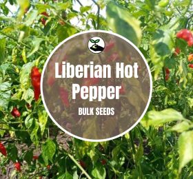 Liberian Hot Pepper – Bulk Deals
