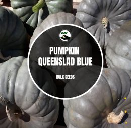 Pumpkin Queensland Blue – Bulk Deals *