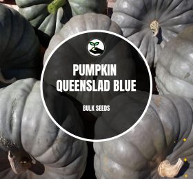 Pumpkin Queensland Blue – Bulk Deals *