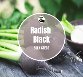 Radish Black – Bulk Deals