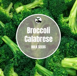 Broccoli (Calabrese) – Bulk Deals