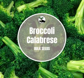 Broccoli (Calabrese) – Bulk Deals