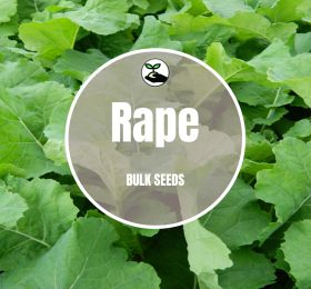 Rape Seeds – Bulk Deals