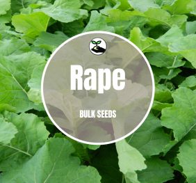 Rape Seeds – Bulk Deals