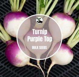 Turnip Purple Top Seed – Bulk Deals