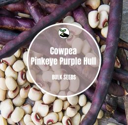 Cowpea  Pinkeye Purple Hull – Bulk Deals