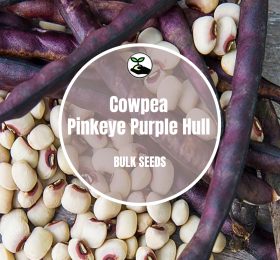 Cowpea  Pinkeye Purple Hull – Bulk Deals