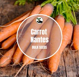 Carrot Nantes – Bulk Deals