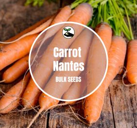 Carrot Nantes – Bulk Deals
