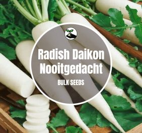 Radish Daikon (Nooitgedacht) – Bulk Deals