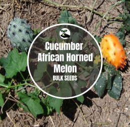 Cucumber African Horned Melon – Bulk Deals