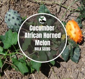Cucumber African Horned Melon – Bulk Deals