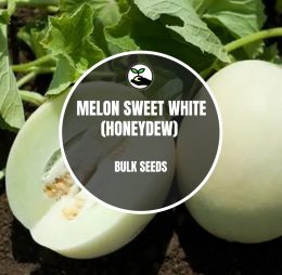 Melon Sweet White (Honeydew) – Bulk Deals *