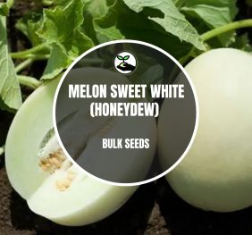 Melon Sweet White (Honeydew) – Bulk Deals *