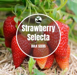 Strawberry Selecta – Bulk Deals
