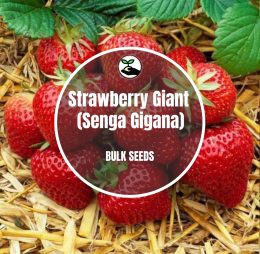 Strawberry Giant (Senga Gigana) – Bulk Deals