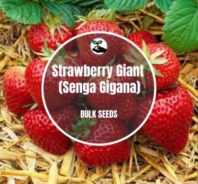 Strawberry Giant (Senga Gigana) – Bulk Deals