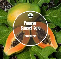 Papaya Sunset Solo – Bulk Deals