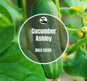 Cucumber Ashley – Bulk Deals