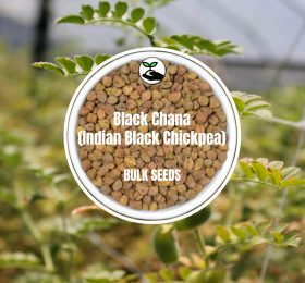 Black Chana (Indian Black Chickpea) – Bulk Deals