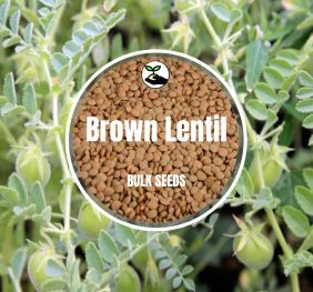 Brown Lentil – Bulk Deals